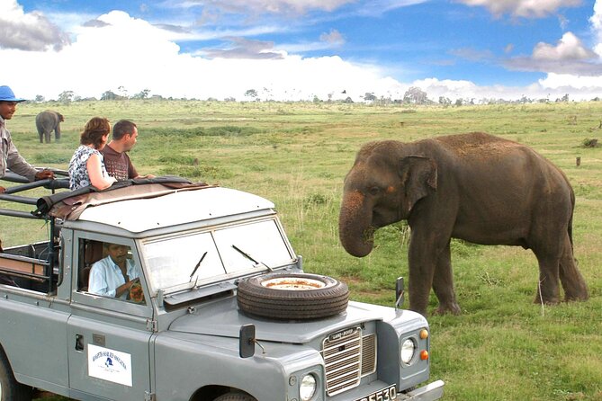 Minneriya National Park Private Safari From Habarana - Key Points