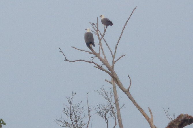 Minneriya National Park Private Safari From Habarana - Tour Overview and Highlights