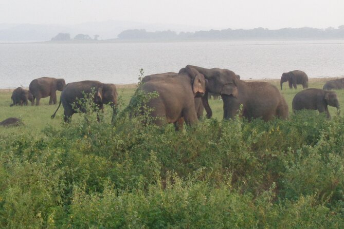 Minneriya National Park Private Safari From Habarana - Elephant Sightings and Wildlife