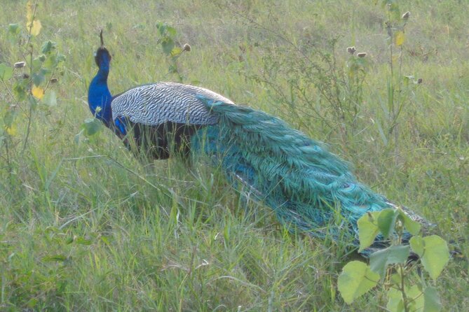 Minneriya National Park Private Safari From Habarana - Traveler Feedback and Ratings