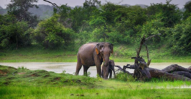 Minneriya National Park Safari by a 4x4 - Key Points