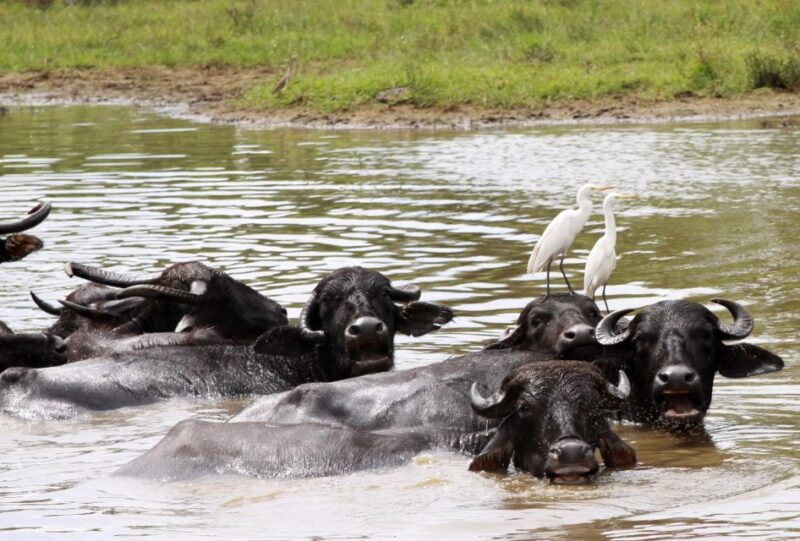 Minneriya National Park Safari by a 4x4 - Safari Experience