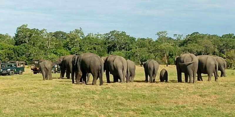 Minneriya National Park Safari - Entrance Fee Included - Exploring the Minneriya National Park Safari: A Genuine Wildlife Adventure