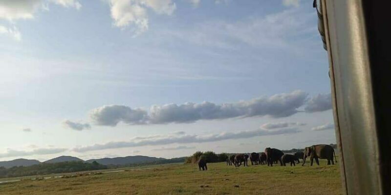 Minneriya National Park Safari - Entrance Fee Included - Why Choose the Minneriya National Park Safari?