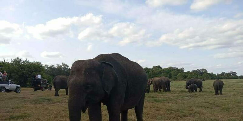 Minneriya National Park Safari - Entrance Fee Included - Who Will Love This Tour?