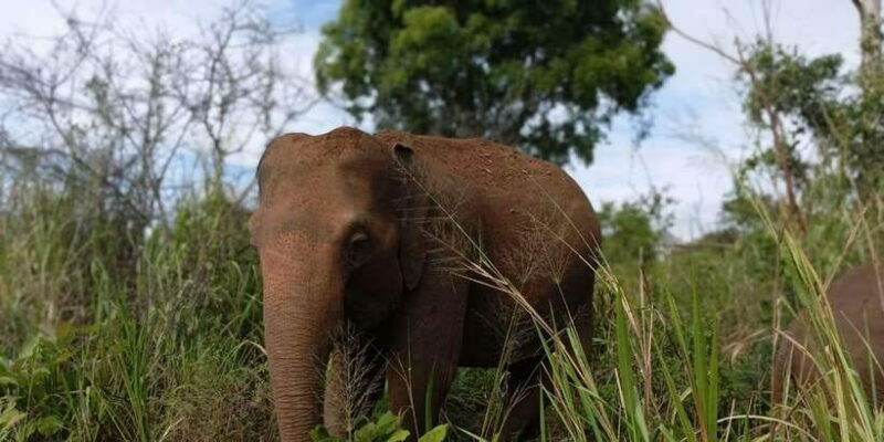Minneriya National Park Safari - Entrance Fee Included - The Sum Up