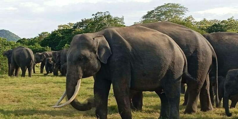 Minneriya National Park Safari - Entrance Fee Included - FAQ