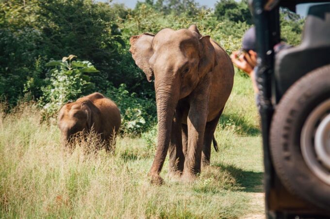 Minneriya National Park Safari in a 4x4 - Booking and Cancellation