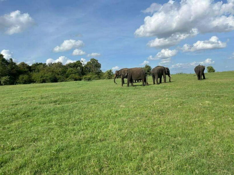 Minneriya National Park : Safari Jeep with Tickets - Key Points