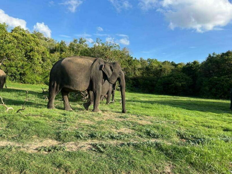 Minneriya National Park : Safari Jeep with Tickets - What’s Included and What’s Not