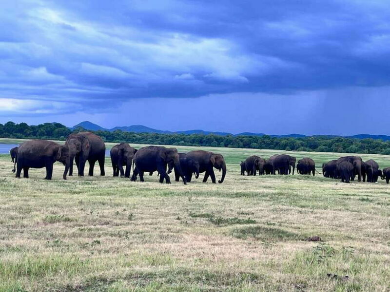 Minneriya National Park : Safari Jeep with Tickets - In-Depth: What to Expect During Your Safari
