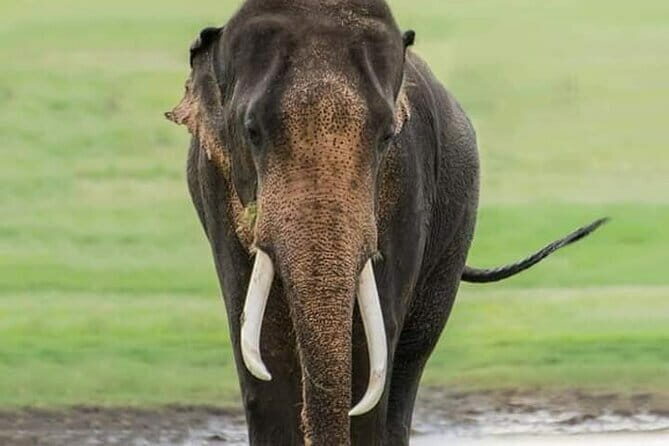 Minneriya National Park Safari [private , full package] - An Introduction to the Minneriya Safari Experience