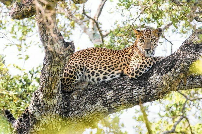 Minneriya National Park Safari [private , full package] - The Sum Up