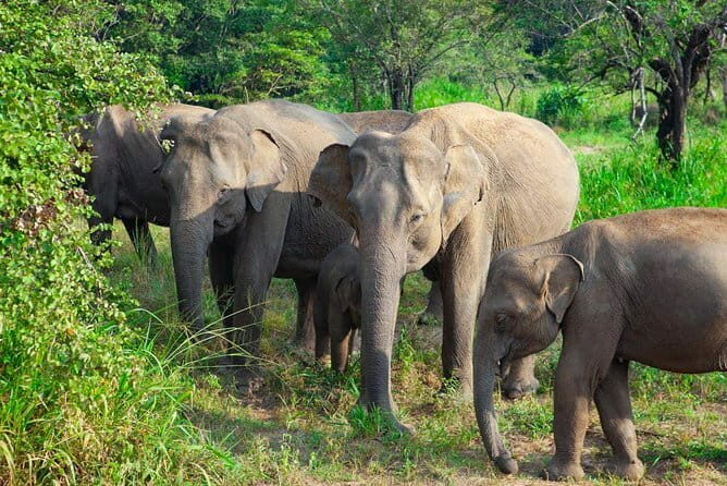 Minneriya National Park Safari [private , full package] - FAQ