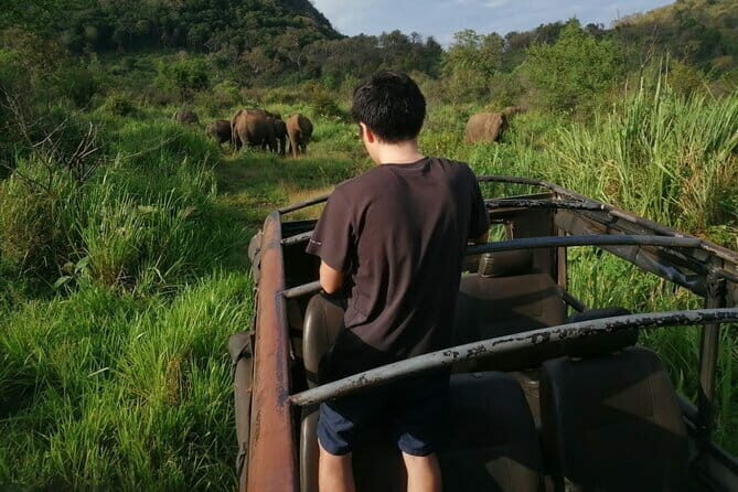Minneriya National Park Safari - Private Jeep with Hotel Pickup - An Introduction to the Minneriya Safari Experience