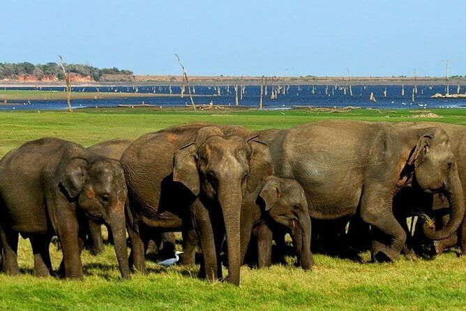 Minneriya National Park Safari - Private Jeep with Hotel Pickup - The Reviews Speak Volumes