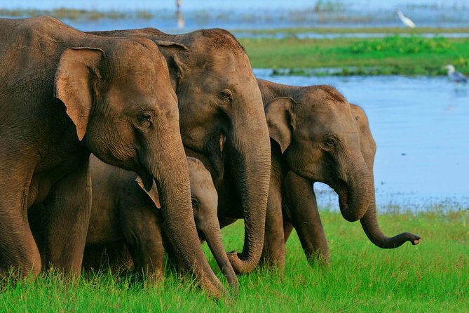 Minneriya National Park Safari Tour From Dambulla or Polonnaruwa - Pickup Information