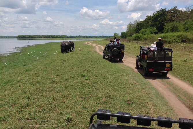 Minneriya National Park Safari Tour From Dambulla or Polonnaruwa - Accessibility and Participation