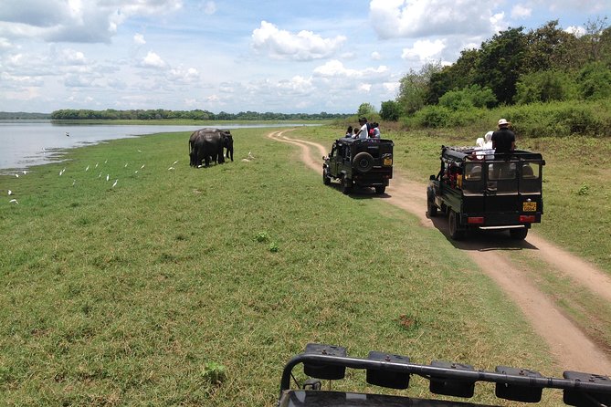 Minneriya National Park Safari Tour From Dambulla or Polonnaruwa - Safari Experience