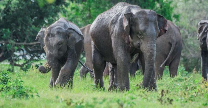 Minneriya National Park Safari With Jeep & Entrance Ticket - Key Points