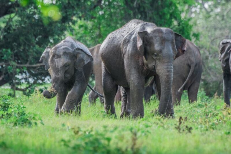 Minneriya National Park Safari With Jeep & Entrance Ticket - Itinerary and Pickup Locations