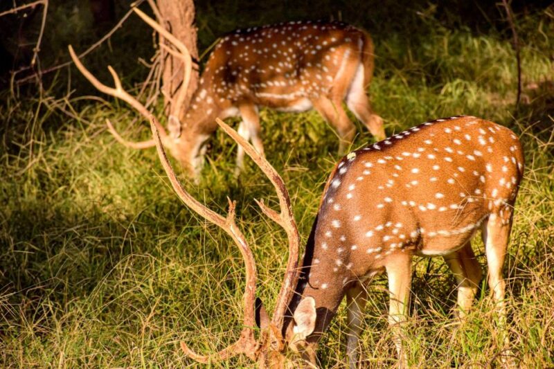 Minneriya National Park Safari With Jeep & Entrance Ticket - Included and Excluded Items