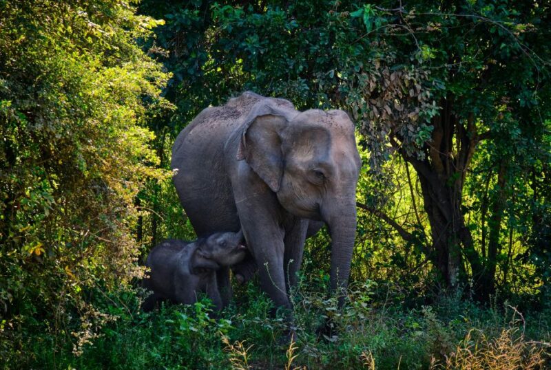 Minneriya National Park Safari With Jeep & Entrance Ticket - What to Bring and Not Bring