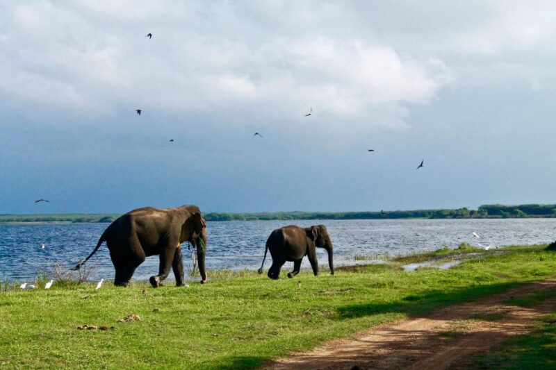 Minneriya National Park Safari With Jeep & Entrance Ticket - Frequently Asked Questions