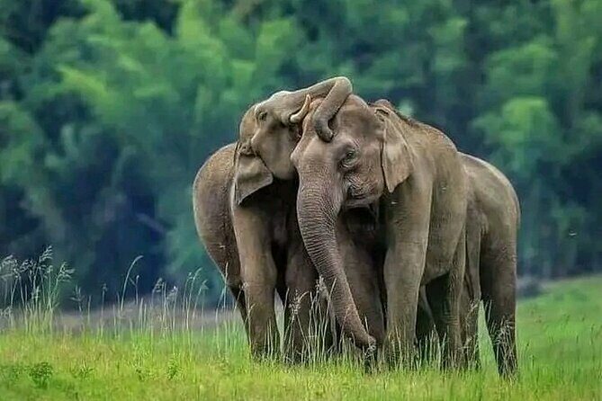 Minneriya National Park Wildlife & Elephant Safari from Sigiriya - Key Points