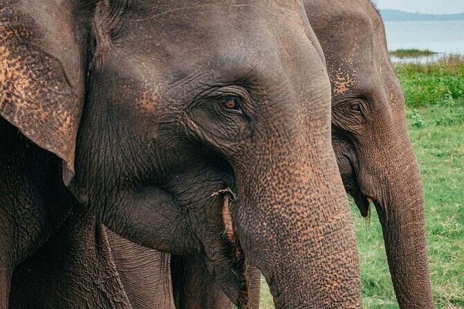 Minneriya National Park Wildlife & Elephant Safari from Sigiriya - A Closer Look at the Tour Experience