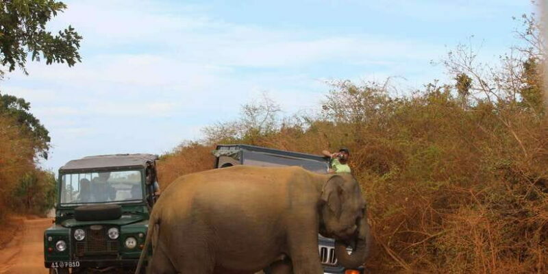Minneriya: Private Jeep Safari From Trincomalee - Discover Minneriya: Private Jeep Safari From Trincomalee