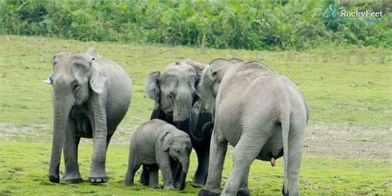 Minneriya: Private Jeep Safari From Trincomalee - Key Points