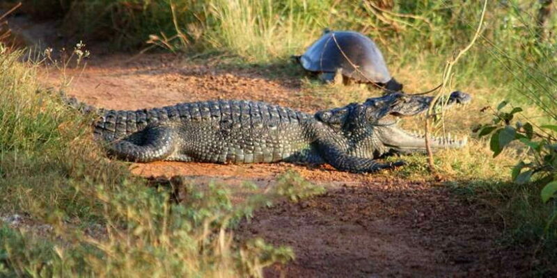 Minneriya: Private Jeep Safari From Trincomalee - What’s Included and What’s Not