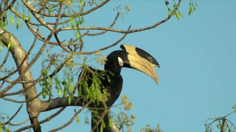 Minneriya: Private Jeep Safari From Trincomalee - Practical Tips for Your Safari