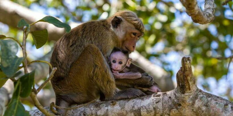 Minneriya: Private Jeep Safari From Trincomalee - Who Will Appreciate This Tour?