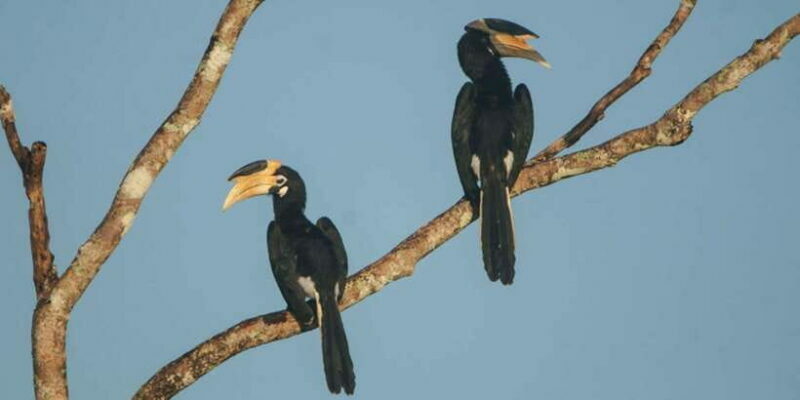 Minneriya: Private Jeep Safari From Trincomalee - FAQ