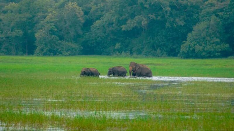 Minneriya Safari: Morning Birds or Afternoon Herds - Key Points