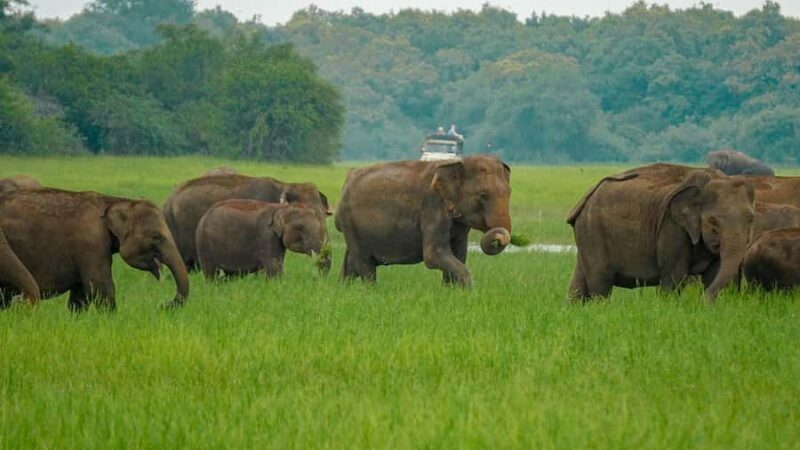 Minneriya Safari: Morning Birds or Afternoon Herds - An In-Depth Look at the Minneriya Safari Experience