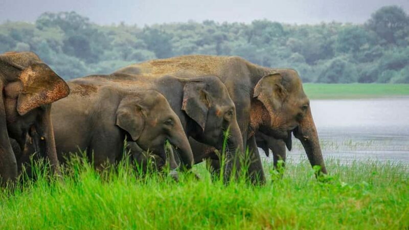 Minneriya Safari: Morning Birds or Afternoon Herds - The Sum Up