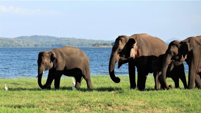 Minneriya: Wild Safari and Polonnaruwa Sightseeing Day Tour - Polonnaruwa Sightseeing