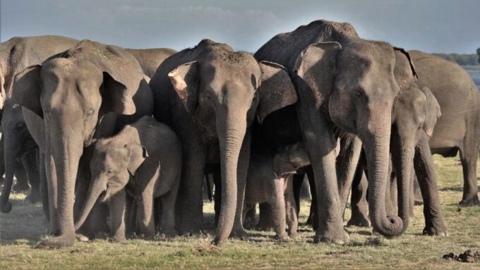 Minneriya: Wild Safari and Polonnaruwa Sightseeing Day Tour - Booking Information