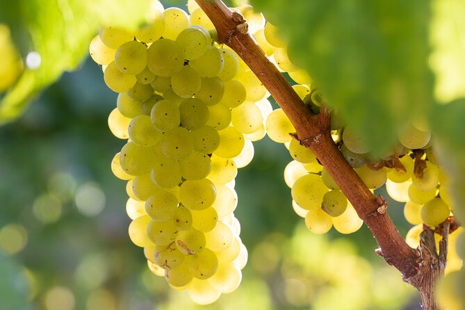 Minoan Crete: Knossos Palace, Winery Visit and Lunch at Archanes - Tour Inclusions