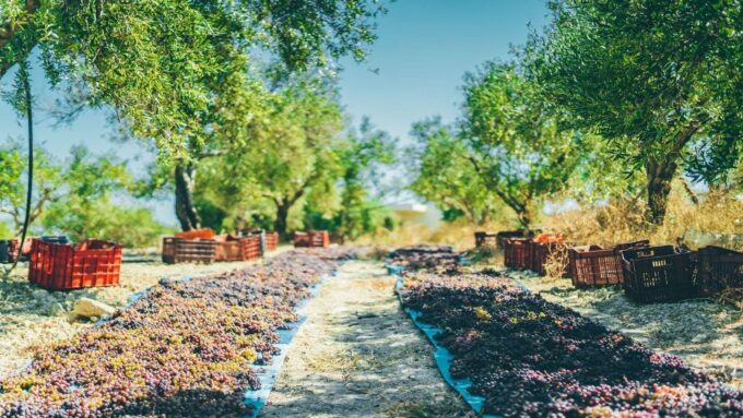 Minoan Luxuries: Ancient Palaces, Messara Wineries & Matala - Personalized Tour Itinerary and Guidance