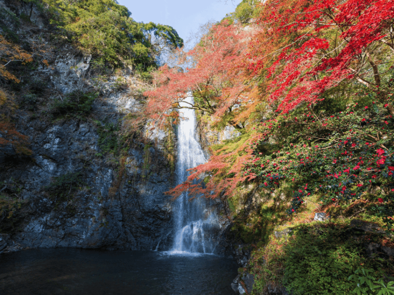 Minoo Park: Guided Nature Walk - Sampling Maple Tempura