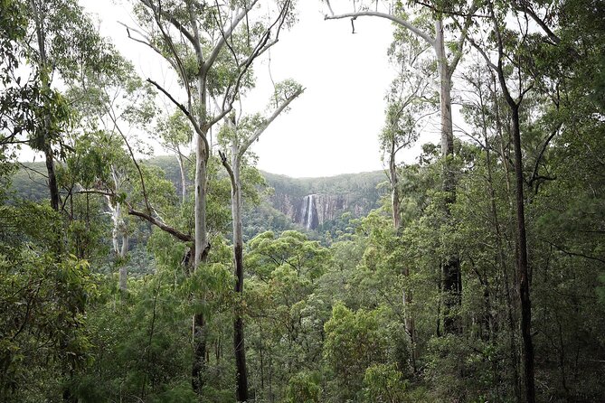 Minyon Falls Full-Day Walking Tour - Pickup Information