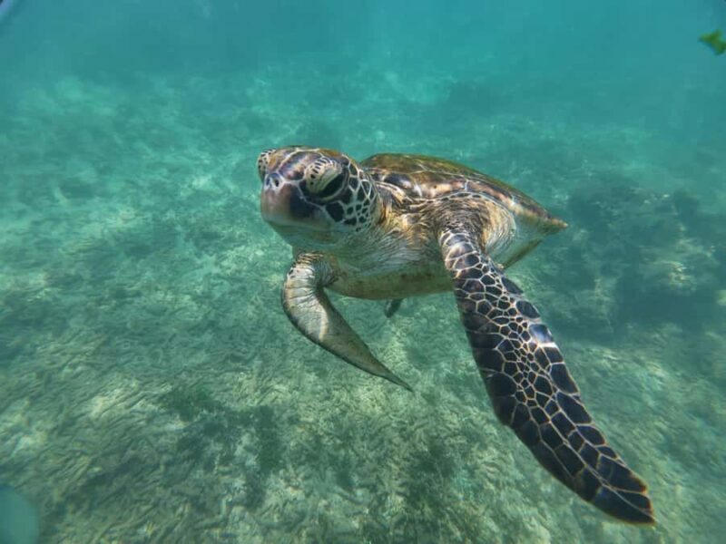 Mirissa: Coral Coast Divers Snorkeling Tour with Turtles - An Honest Look at the Mirissa Snorkeling Experience