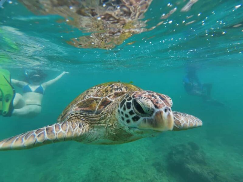 Mirissa: Coral Coast Divers Snorkeling Tour with Turtles - The Itinerary Breakdown