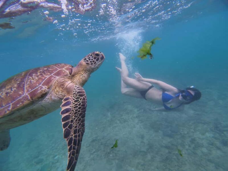 Mirissa: Coral Coast Divers Snorkeling Tour with Turtles - Authentic Encounters and Reviews