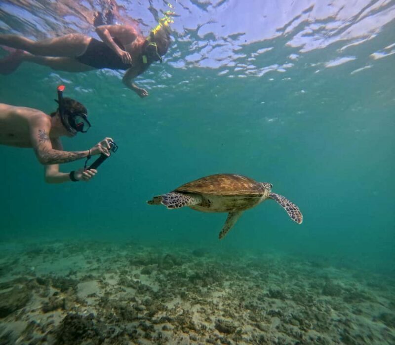 Mirissa: Coral Coast Divers Snorkeling Tour with Turtles - Who Should Consider This Tour?