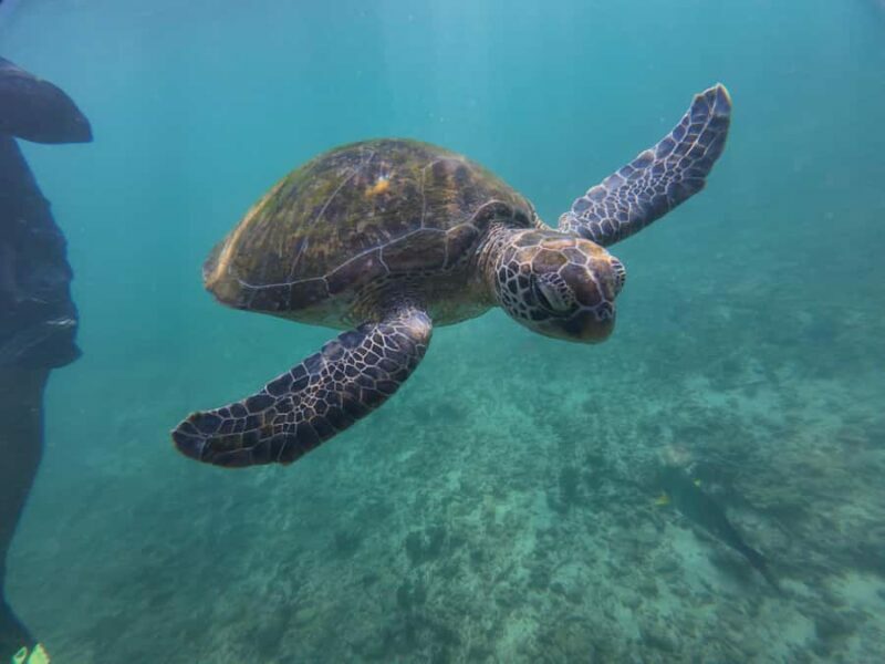 Mirissa: Coral Coast Divers Snorkeling Tour with Turtles - The Sum Up